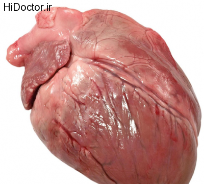 عکس قلب طبیعی انسان