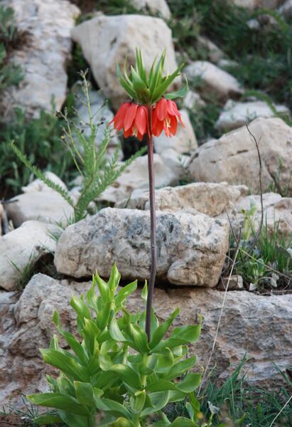 عکس نوشته ی لاله