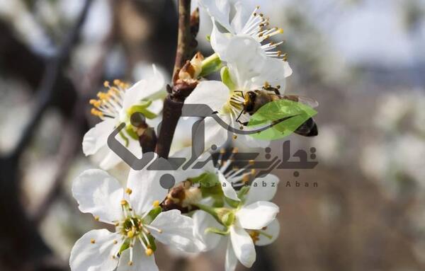 عکس شکوفه فندق