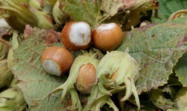 عکس شکوفه فندق