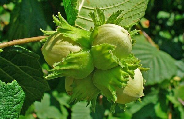 عکس شکوفه فندق