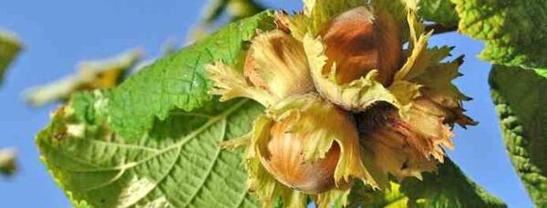 عکس شکوفه فندق