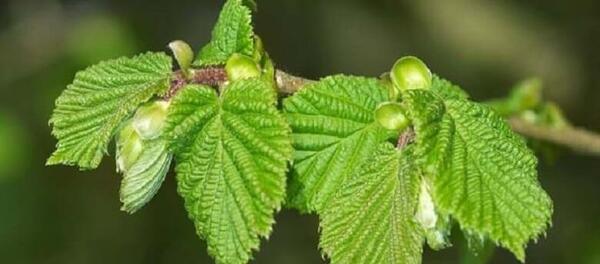 عکس شکوفه فندق