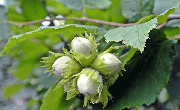عکس شکوفه فندق