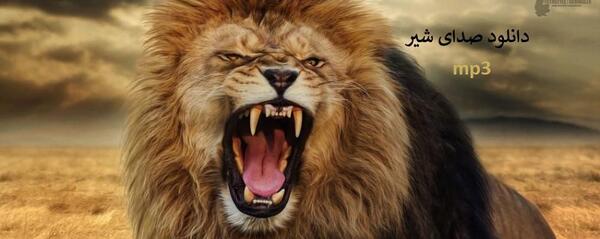 عکس شیر خشمگین