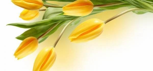 عکس گل لاله زرد رنگ
