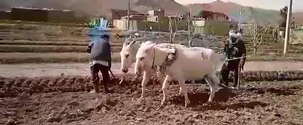 عکس گاوآهن قدیمی