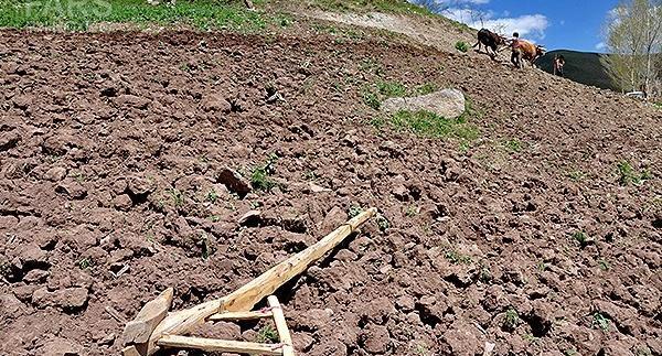 عکس گاوآهن قدیمی