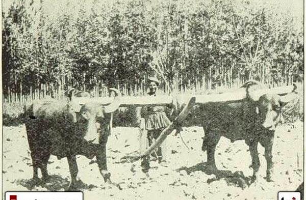 عکس گاوآهن قدیمی