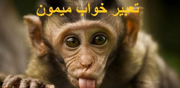 عکس میمون مرده