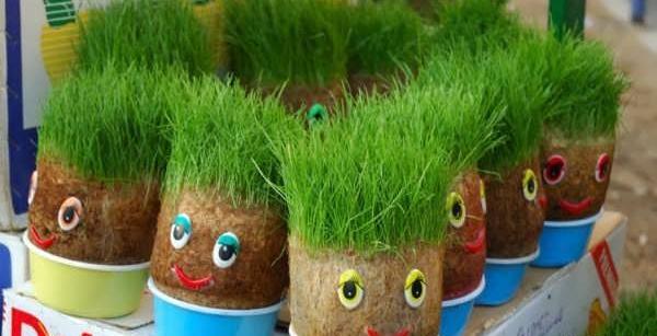 عکس سبزه های زیبای عید