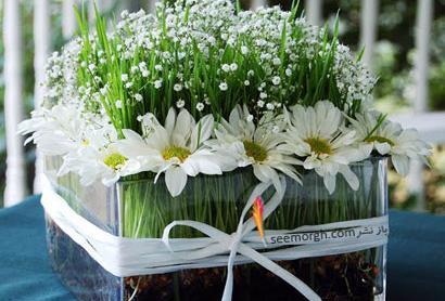 عکس سبزه های زیبای عید