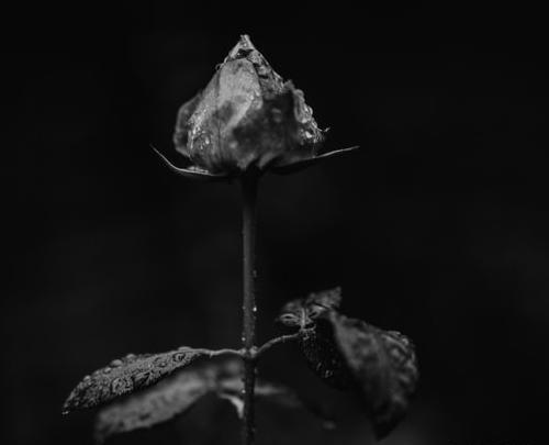 عکس گل لاله غمگین