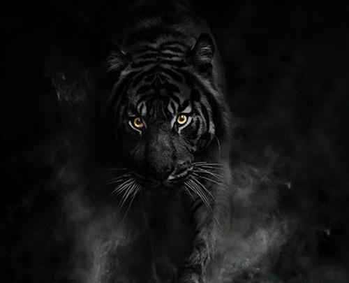 عکس پروفایل واتساپ حیوانات