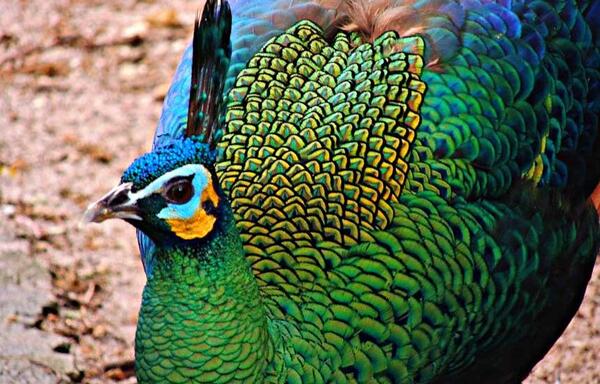 عکس طاووس بنفش