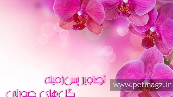 عکس های زیبا پس زمینه