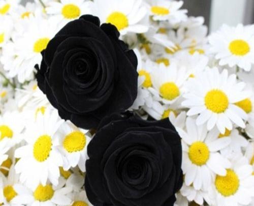 عکس گل رز زرد برای پروفایل