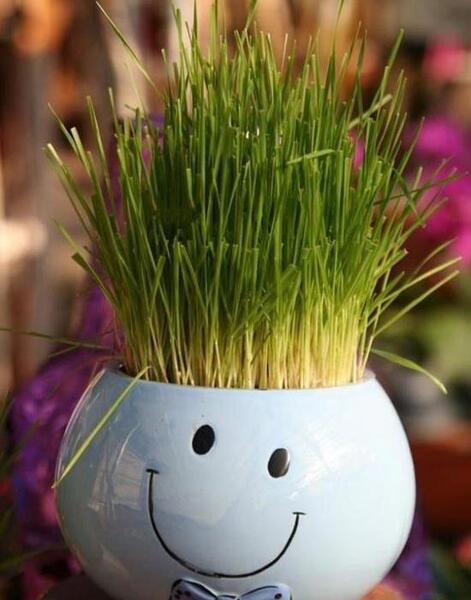 عکس سبزه عید اسان