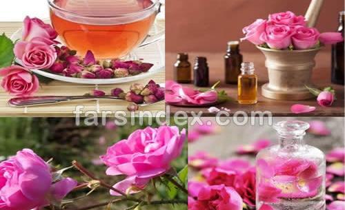 عکس غنچه چای
