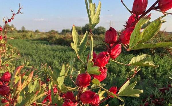 عکس غنچه چای