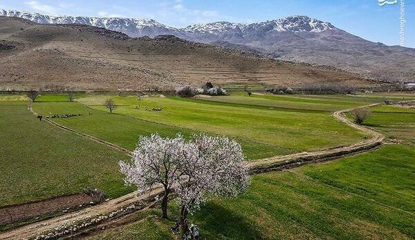 عکس بهار رویایی