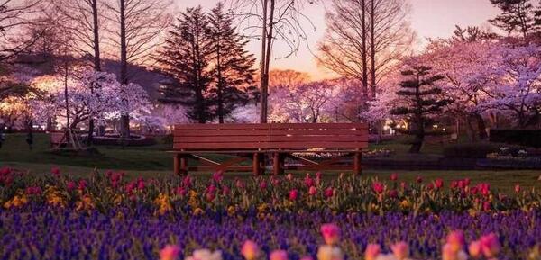 عکس بهار رویایی