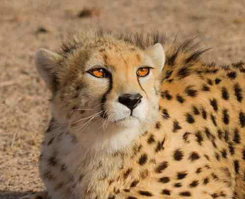عکس های از یوز پلنگ
