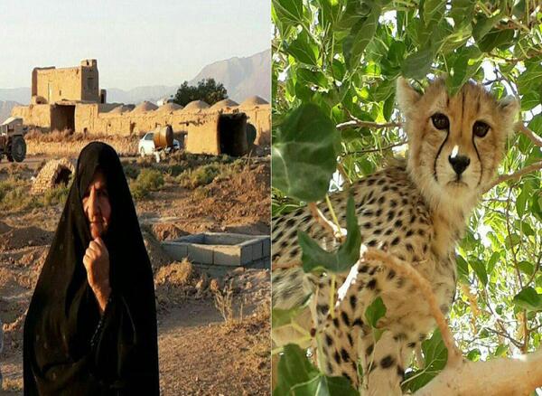 عکس های از یوز پلنگ