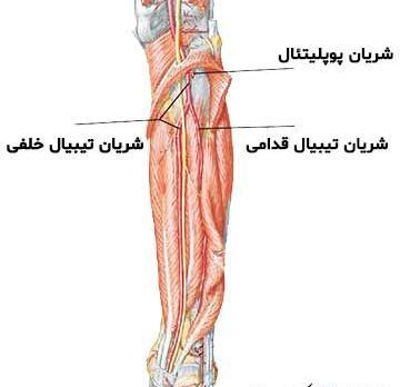 عکس سه بعدی زانو
