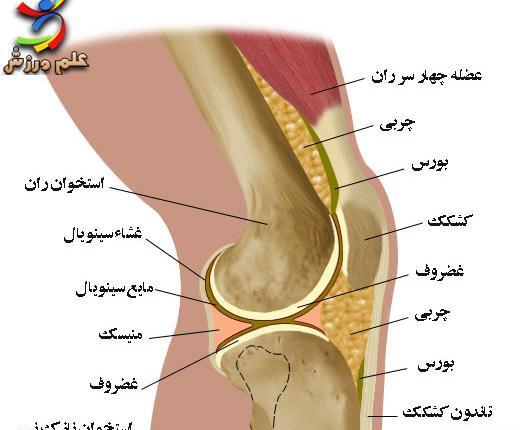 عکس سه بعدی زانو