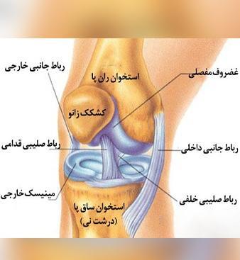 عکس سه بعدی زانو