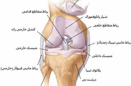 عکس سه بعدی زانو