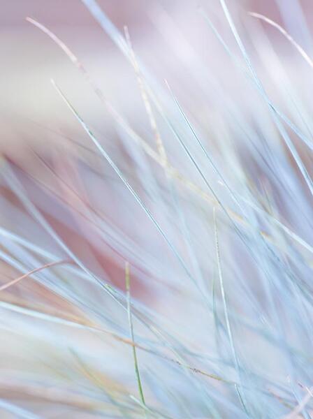 عکس ساده رنگی اکلیلی