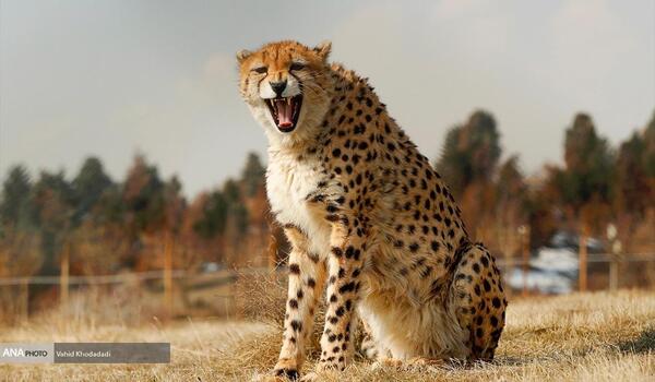 عکس زیبای یوز پلنگ