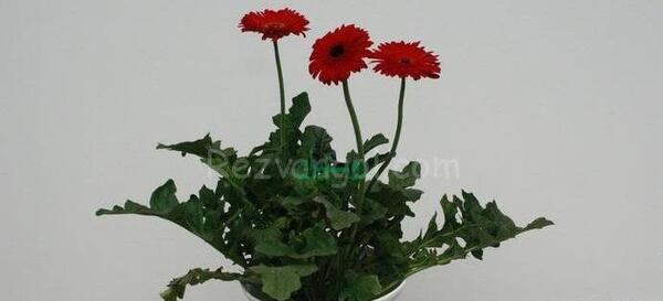 عکس گل رضوان