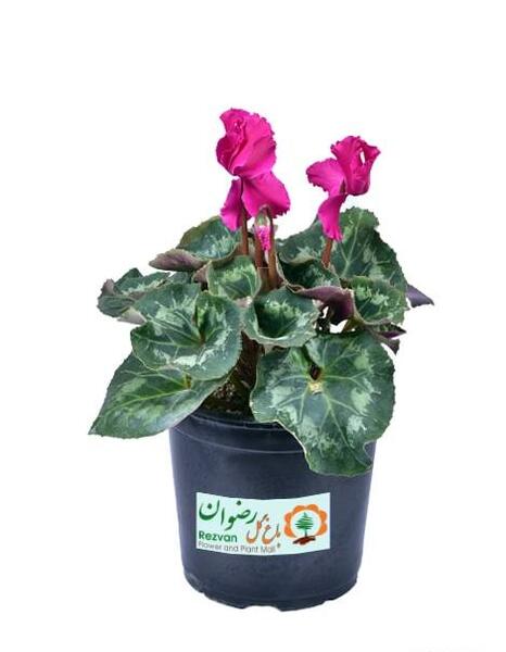 عکس گل رضوان