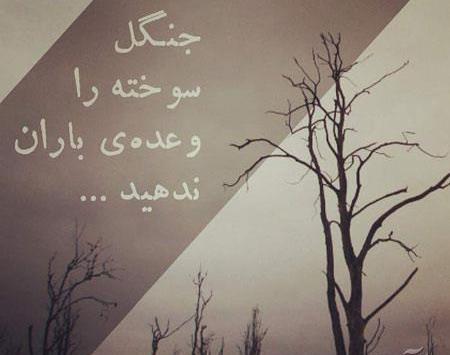 عکس نوشته جنگل سوخته را وعده باران ندهید