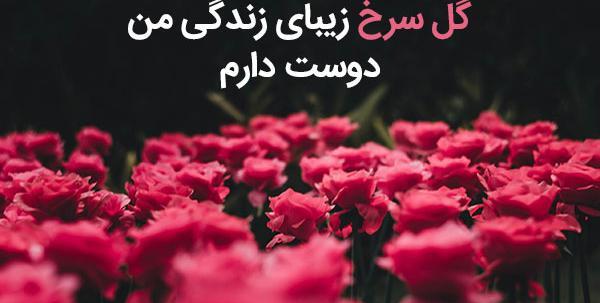 عکس گل رز نوشته دار