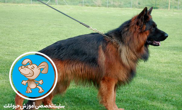عکس سگ ژرمن شپرد شولاین