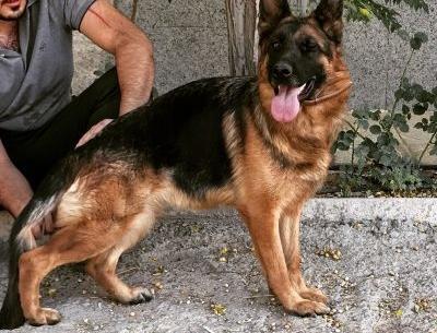 عکس سگ ژرمن شپرد شولاین