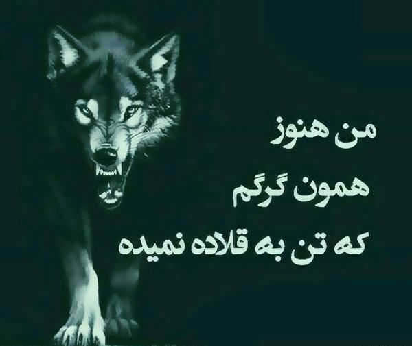 عکس گرگ متن دار