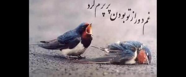 عکس طنز شیرین و فرهاد