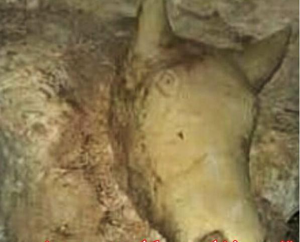 عکس گاو در گنج یابی