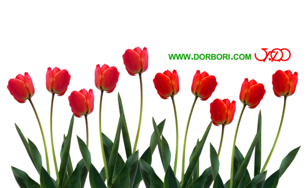 عکس دسته گل لاله قرمز