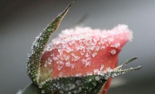 عکس گل سرخ یخ زده