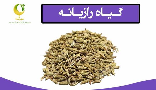 عکس گیاه خشک شده رازیانه