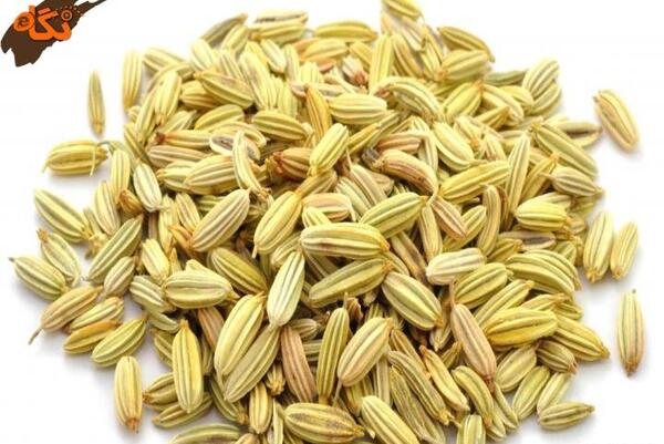 عکس گیاه خشک شده رازیانه