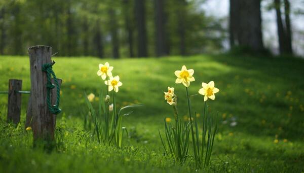 عکسهای گل نرگس در طبیعت
