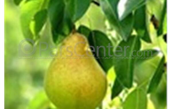 عکس بهاره گلابی