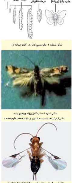 عکس پروانه چوبخوار
